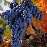葡萄品种探索之六：Tempranillo (坦普拉尼罗）