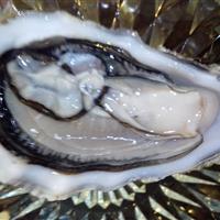 酿知堂初夏NewZealand美酒生蚝Party