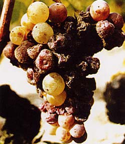Botrytis Wine Blind Tasting
