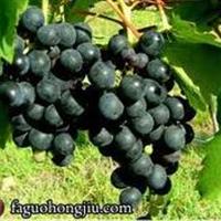 美食记葡萄品种小桌探索（Shiraz、Grenache、Malbec、Mouvedre and Carignan), 11月27日周三晚