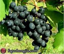 美食记葡萄品种小桌探索（Shiraz、Grenache、Malbec、Mouvedre and Carignan), 11月27日周三晚