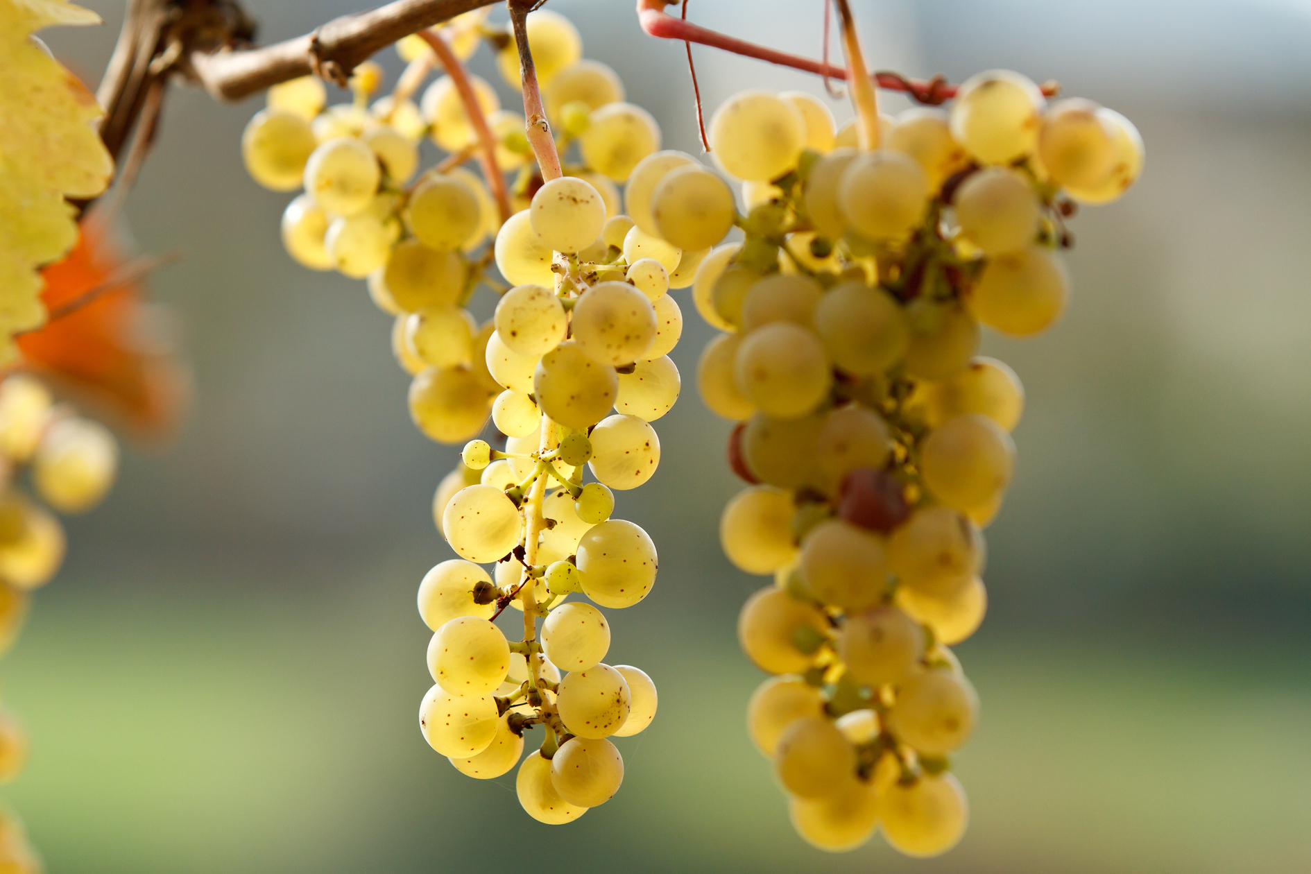 German Riesling and Pinot Noir Tasting