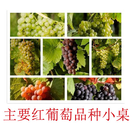 美食记新年主要红葡萄品种小桌探索（1月19日星期五晚）