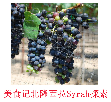 美食记葡萄品种探索（九十一）法国北隆（Northern Rhone Valley）西拉（于连小局，传统 vs 自然、陈年 vs 新年）