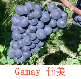 美食记葡萄品种探索(106） ---- Gamay佳美（于连小局)