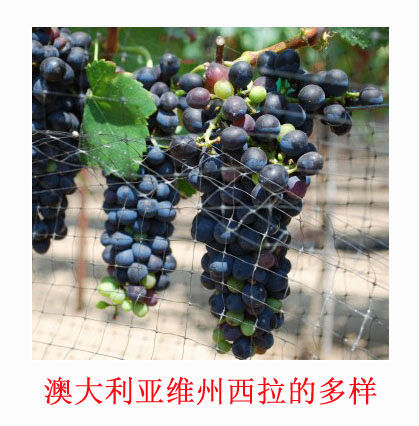 美食记产区和品种探索（198）澳大利亚维州的Shiraz (西拉或设拉子)