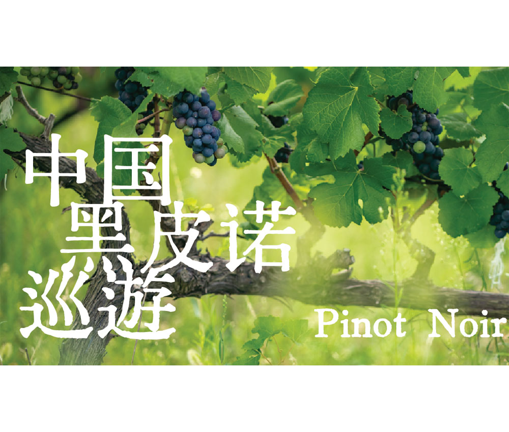 美食记产区和品种探索（202）-- 中国黑皮诺巡游 Pinot Noir of China